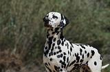 DALMATIEN 294